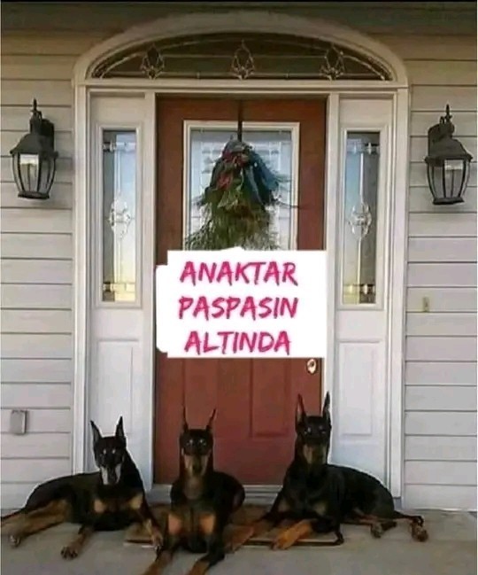 Kopegin mi olsun sevgilin mi?