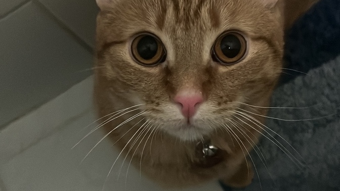 Bu kedi bana neden bu kadar bağlı?