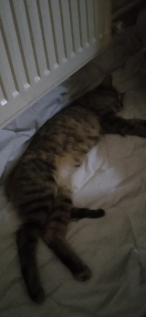 Odama yavru kedi girdi, ne yapmalıyım?