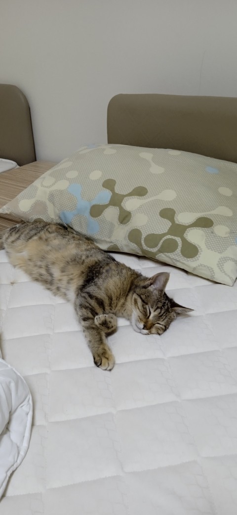 Odama yavru kedi girdi, ne yapmalıyım?