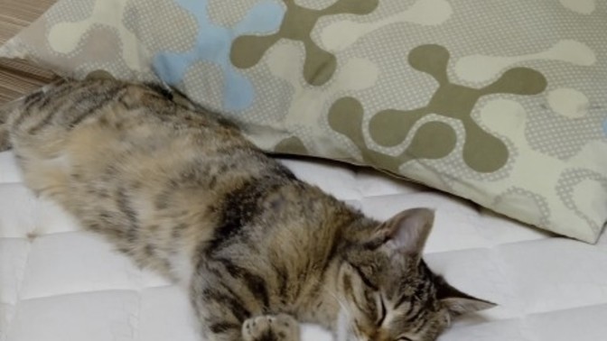 Odama yavru kedi girdi, ne yapmalıyım?
