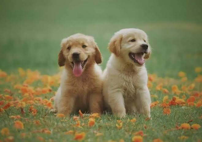 Köpeklerin en çok hangi özelliğini seviyorsunuz?