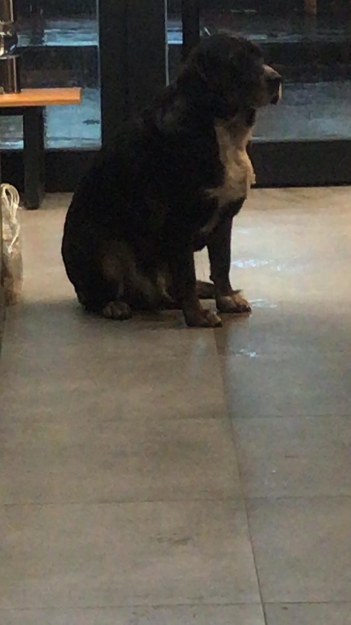 Köpeklerin en çok hangi özelliğini seviyorsunuz?