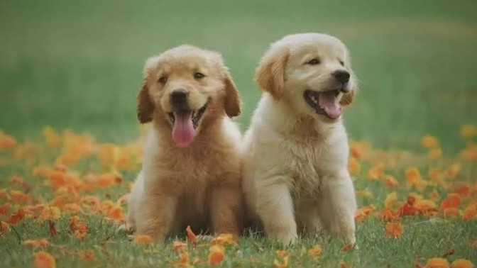 Köpeklerin en çok hangi özelliğini seviyorsunuz?