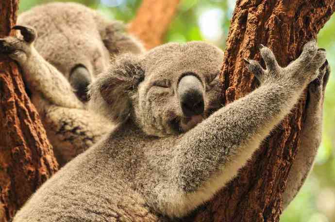 🐨