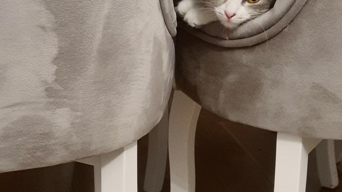 Sizin de gözlerinizin içine sevgi dolu bakan biri var mı😻?