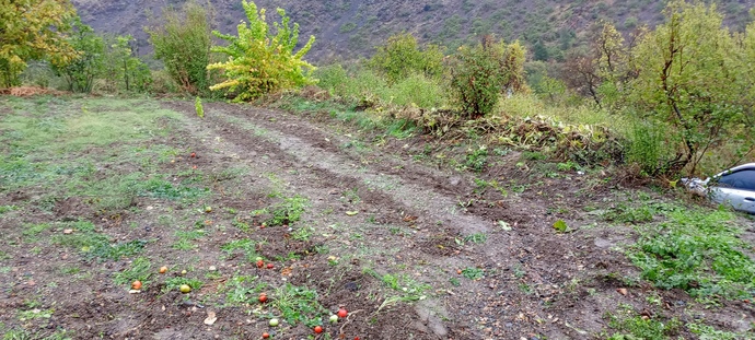 Bahçemiz