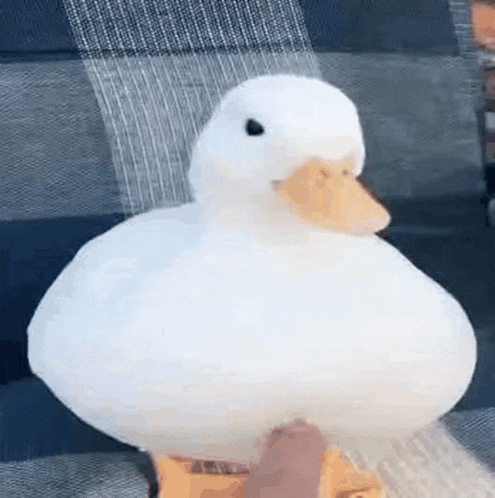 Naber ördek suratlılar?
