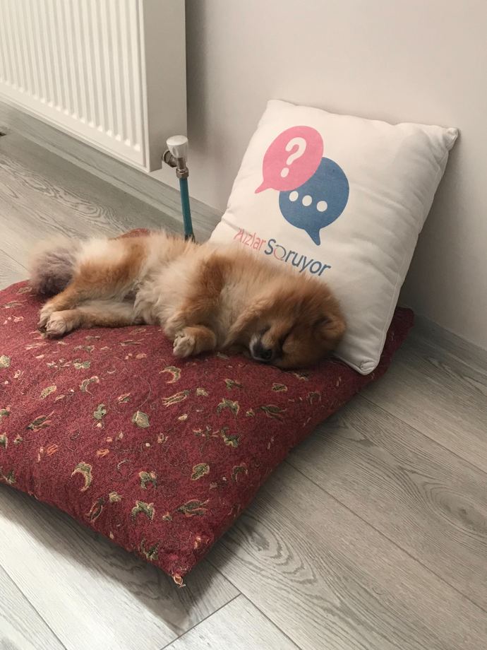 Bunu uyandırmaya kıyabilir miydiniz?