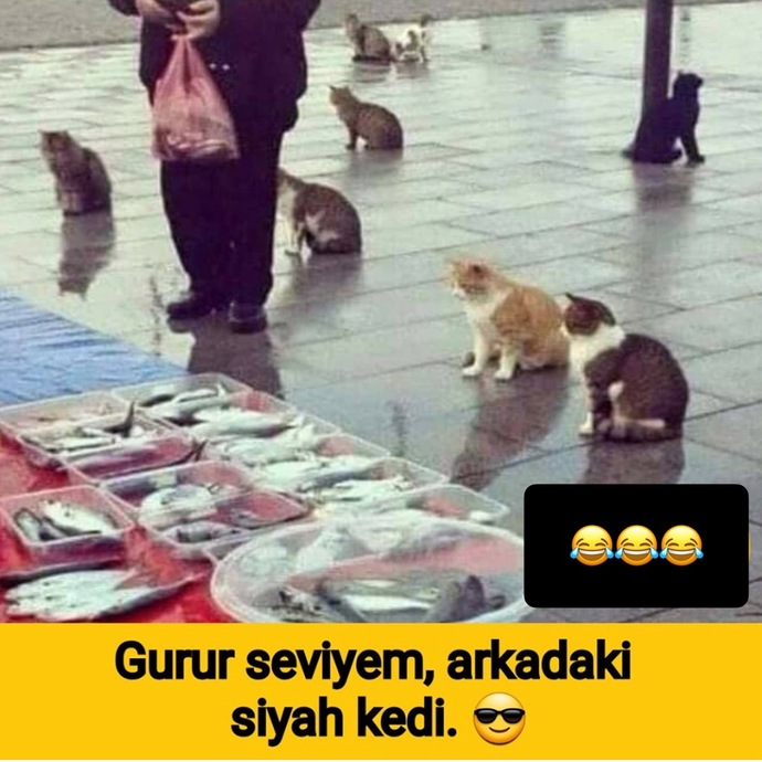 Siyah kediyi çok iyi anlıyorum 😂✌🏼
