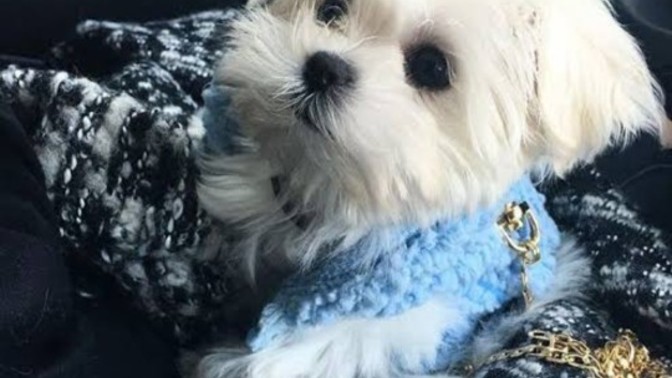 Köpeğimin ismi ne olsun?
