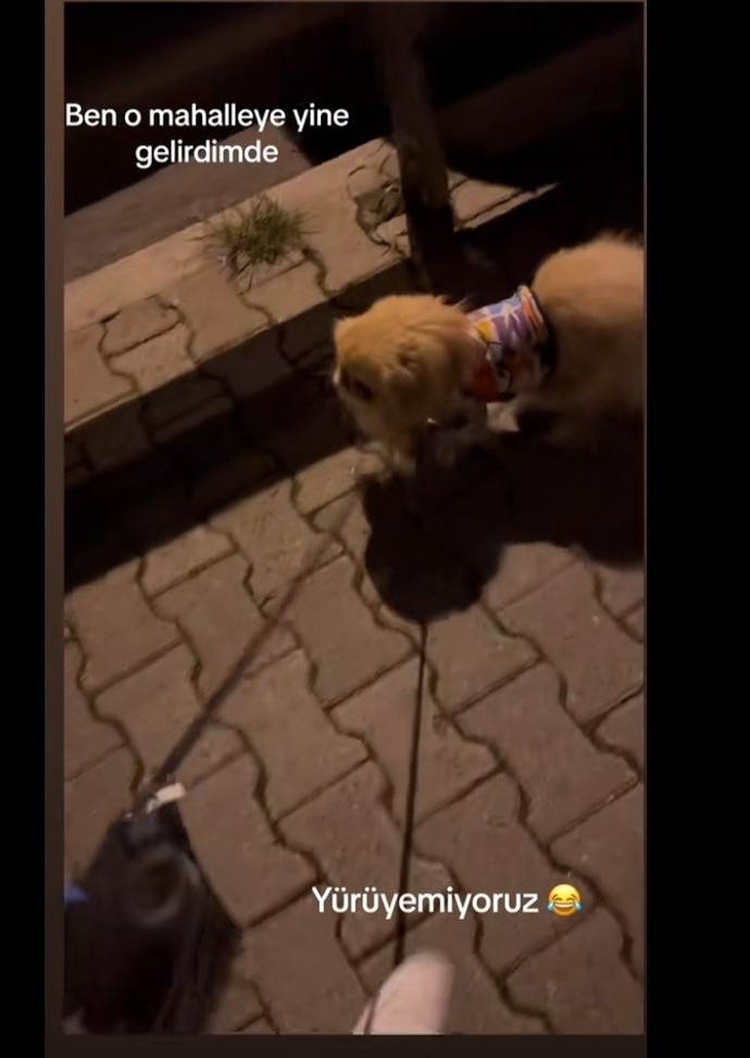 Gece yürüyüşe çıkar mısın?