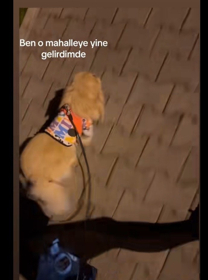Gece yürüyüşe çıkar mısın?