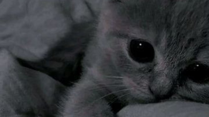 Size söylenmesinden nefret ettiğiniz şey veya şeyler nelerdir?