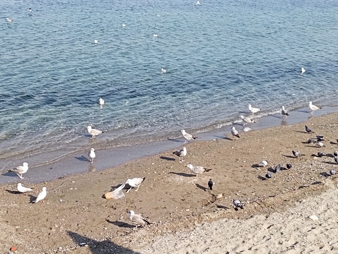 Deniz de martıya aşık mıdır?