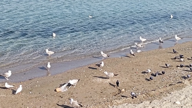 Deniz de martıya aşık mıdır?