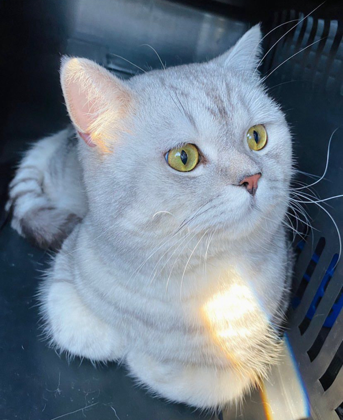 Evinizde beslediğiniz evcil hayvanınız var mı?