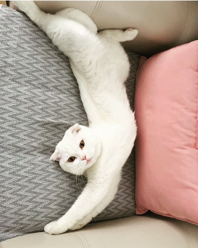 Evinizde beslediğiniz evcil hayvanınız var mı?