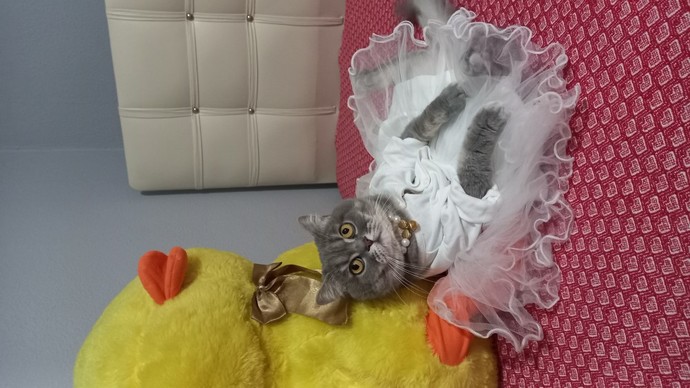 Gelin olmuş gidiyor! Prensesimi gördünüz mü?