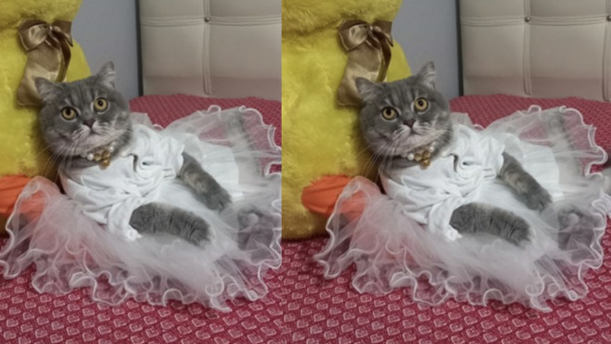 Gelin olmuş gidiyor! Prensesimi gördünüz mü?