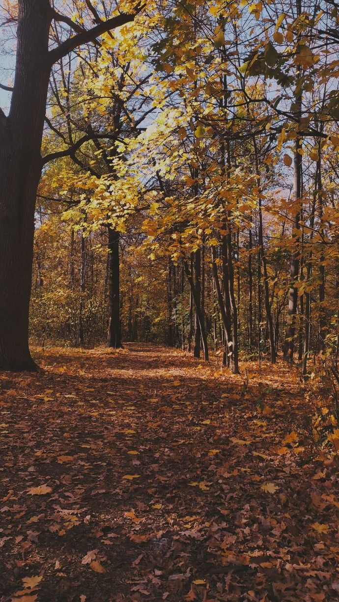 Bir seni bilirim, bir de adın geçince sıkışan kalbimi 🍁