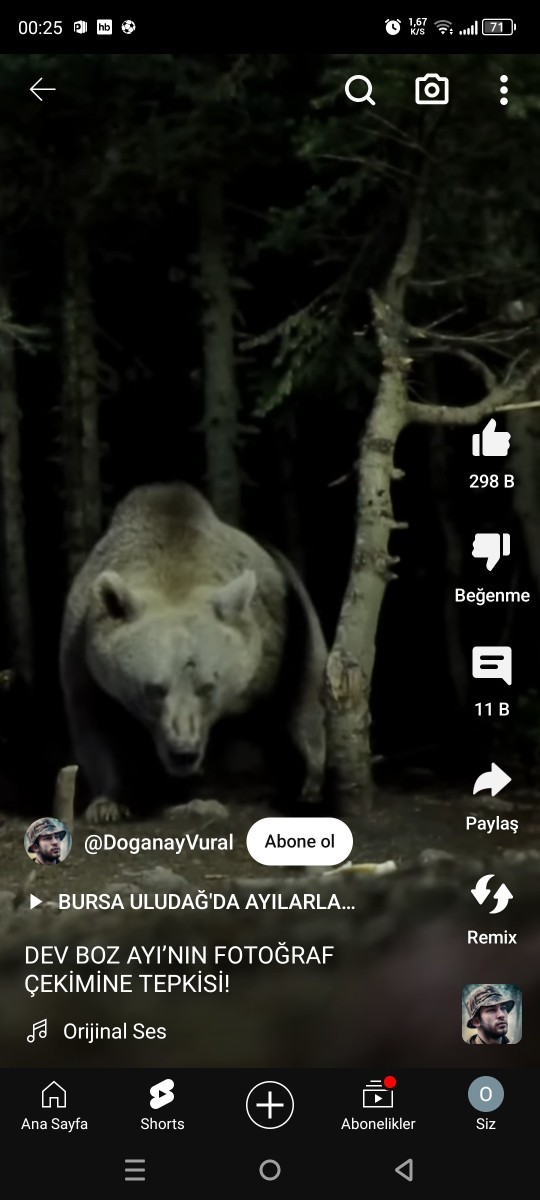 Bu ayı karşınıza çıksa ne yaparsınız?