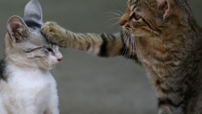 Kediler başka kedi görünce neden sinirlenir?