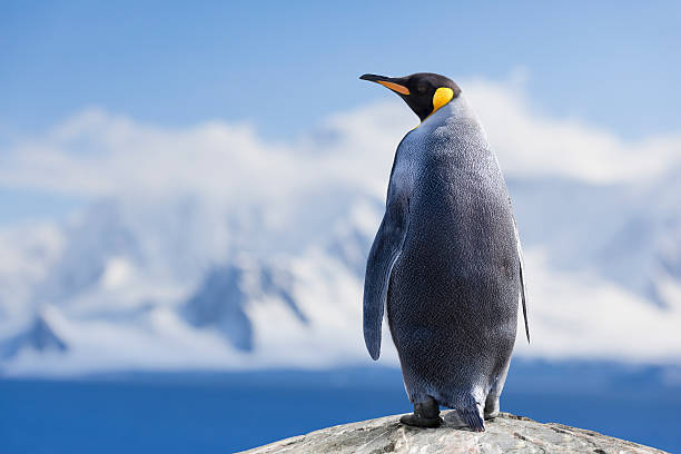 Bir kral penguen, evinden yüzlerce kilometre uzakta, görüldü seninde alıp başını gidesin var mı?