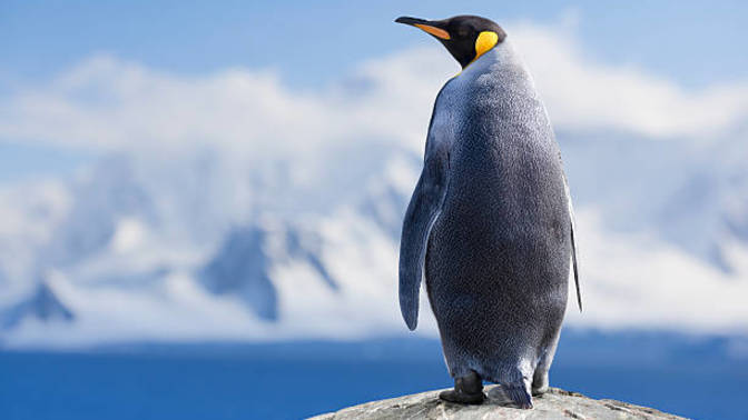 Bir kral penguen, evinden yüzlerce kilometre uzakta, görüldü seninde alıp başını gidesin var mı?