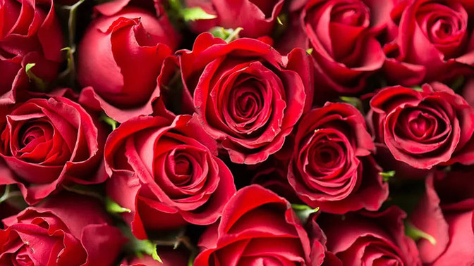 Sevgililer günü öncesi bir adet gülün fiyatı 100 TL oldu. Bir güle 100 TL verilir mi?