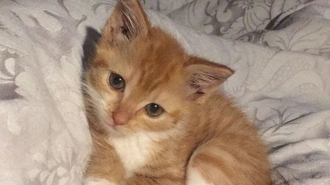 Bir tane yavru kedi sahiplendim, kedi bana masaj yapıyor. Neden böyle bir şey yapıyor?