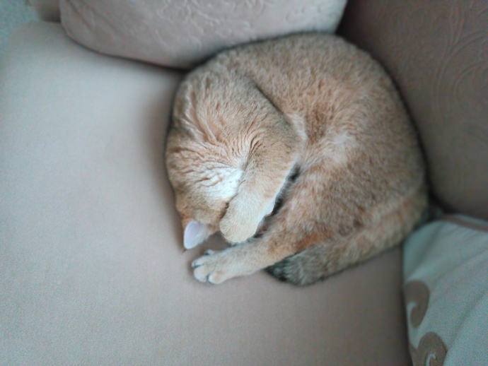 Bir kedi kaç saat uyur?