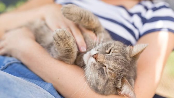 Bir kedi kaç saat uyur?