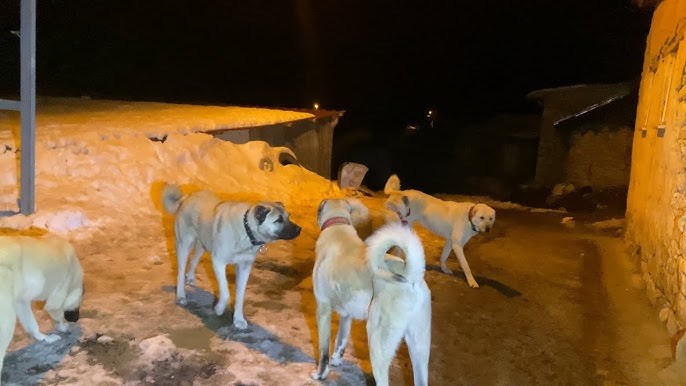 Gece köşeyi bir döndünüz manzara bu ne yaparsınız?