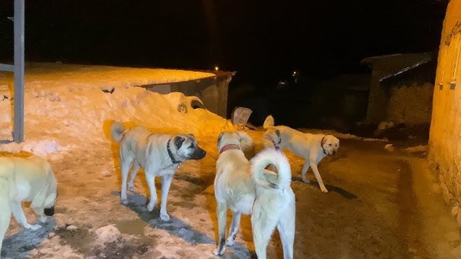 Gece köşeyi bir döndünüz manzara bu ne yaparsınız?