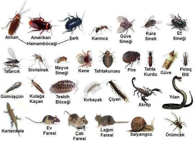 Aç kalsan açlıktan ölmeyi mi yoksa böcek yemeyi mi tercih edersin😂?