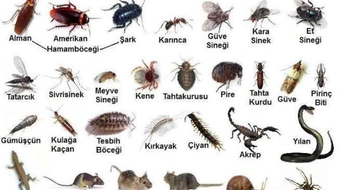 Aç kalsan açlıktan ölmeyi mi yoksa böcek yemeyi mi tercih edersin😂?