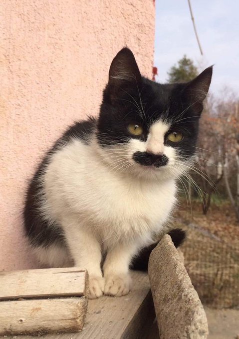 Mamalara sürekli zam geliyor ne olacak böyle?
