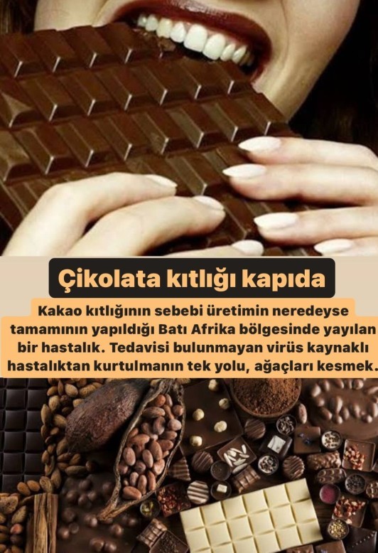 Çikolata kıtlığı başlıyor! Çikolata altın karşılığı bile satılsa yenir mi?