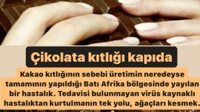 Çikolata kıtlığı başlıyor! Çikolata altın karşılığı bile satılsa yenir mi?