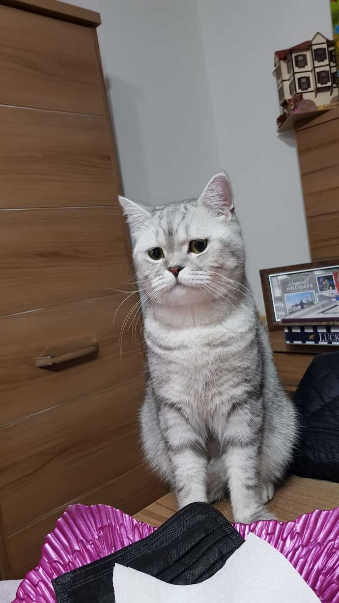 Agâh’ım, ben varım üzülme der gibi bakıyor bana.