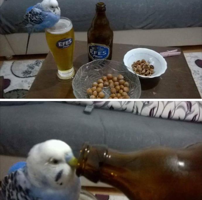 Yumurtası kırılan güvercin üzülür mü?