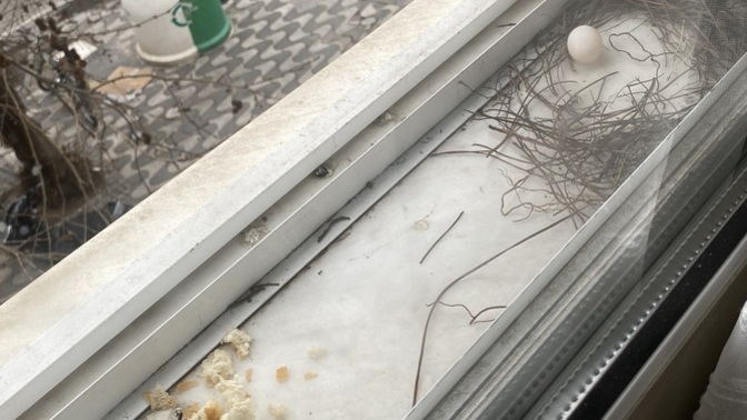 Yumurtası kırılan güvercin üzülür mü?