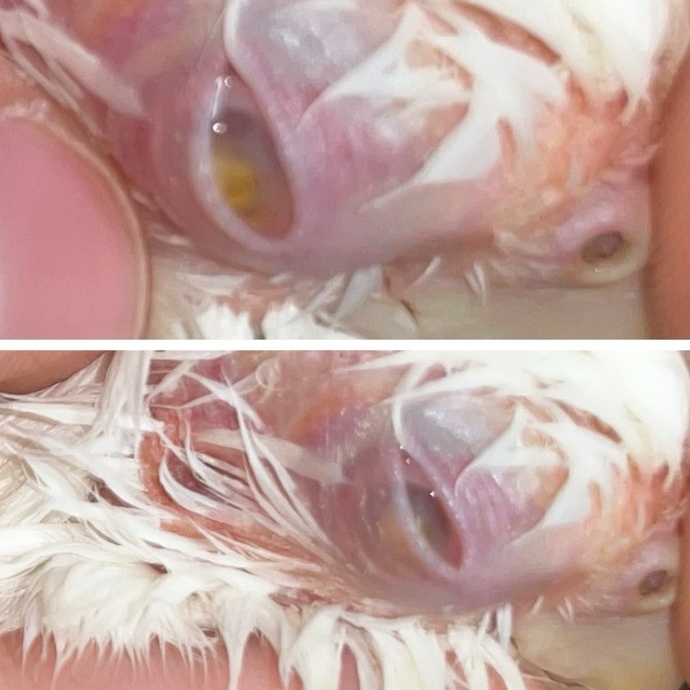 Kuşumun gözünde enfeksiyon var iyileşme ihtimali var mı?