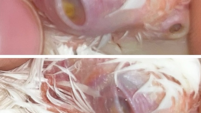 Kuşumun gözünde enfeksiyon var iyileşme ihtimali var mı?