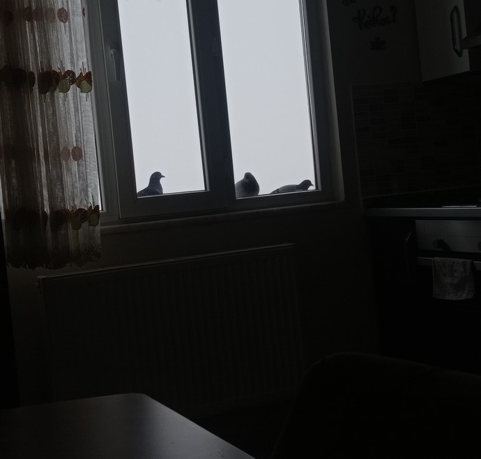 Hayvanlarla duygusal bağlar kuruyor musun?