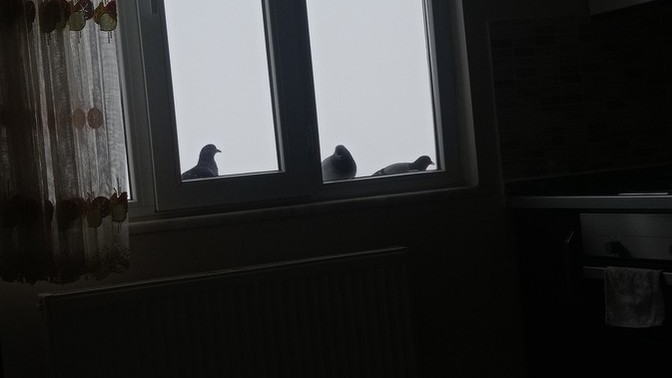 Hayvanlarla duygusal bağlar kuruyor musun?
