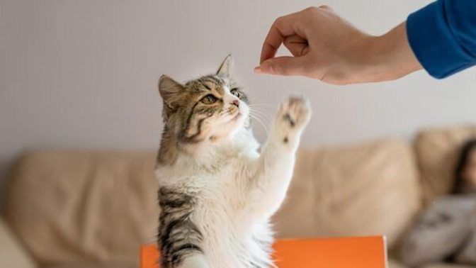 Kedinizin en sevdiği lezzetli atıştırmalık ne ve ona genelde ne ikram ederdiniz?
