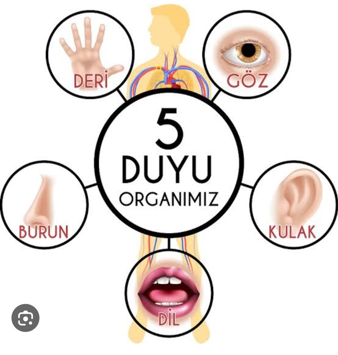 Eğer zorunda kalsaydın 5 duyunun (görme, duyma, dokunma, tatma, koklama) hangisinden vazgeçerdin?