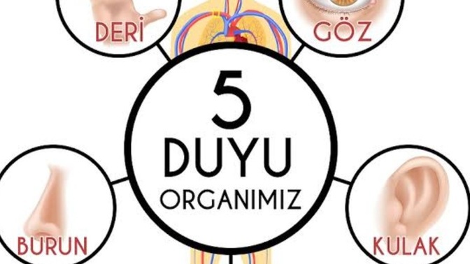 Eğer zorunda kalsaydın 5 duyunun (görme, duyma, dokunma, tatma, koklama) hangisinden vazgeçerdin?